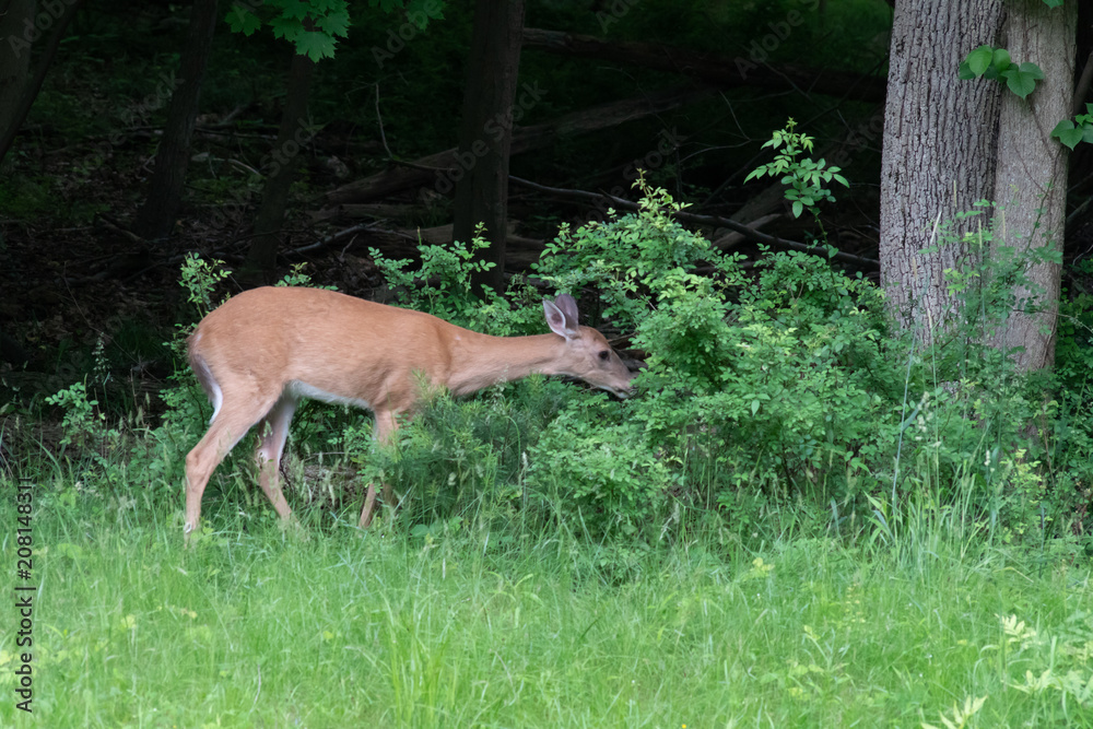 Whitetail Deer 8 Whitetail Deer 8