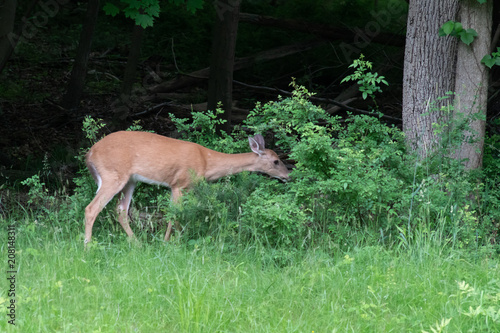 Whitetail Deer 8 © LindaDuffee