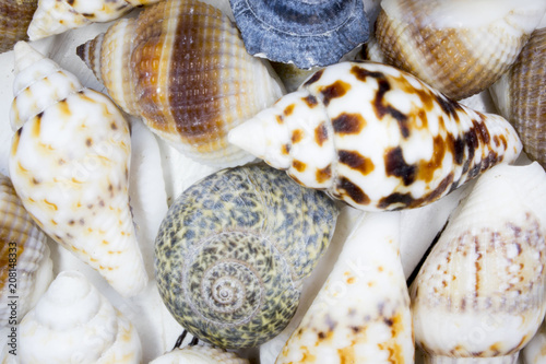 beautiful shells on a light background