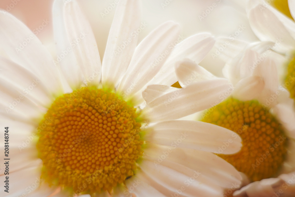 Obraz premium chamomile close up