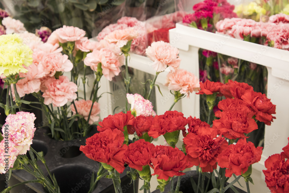 colorful flowers of carnation in the store