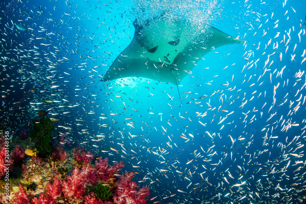 Huge Oceanic Manta Ray swimming over a colorful, healthy tropical coral reef - obrazy, fototapety, plakaty 