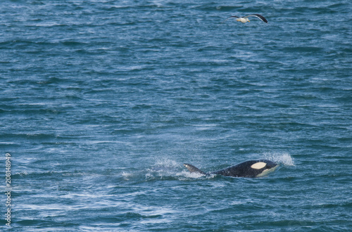 Orca attacking sea lions, Patagonia Argentina © foto4440