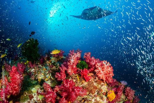 Fototapeta Naklejka Na Ścianę i Meble -  Oceanic Manta Ray swimming over a colorful, healthy tropical coral reef