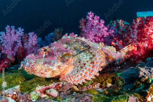 Colorful Scorpionfish on a tropical coral reef