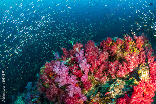 Beautiful, colorful soft corals and tropical fish on a thriving coral reef