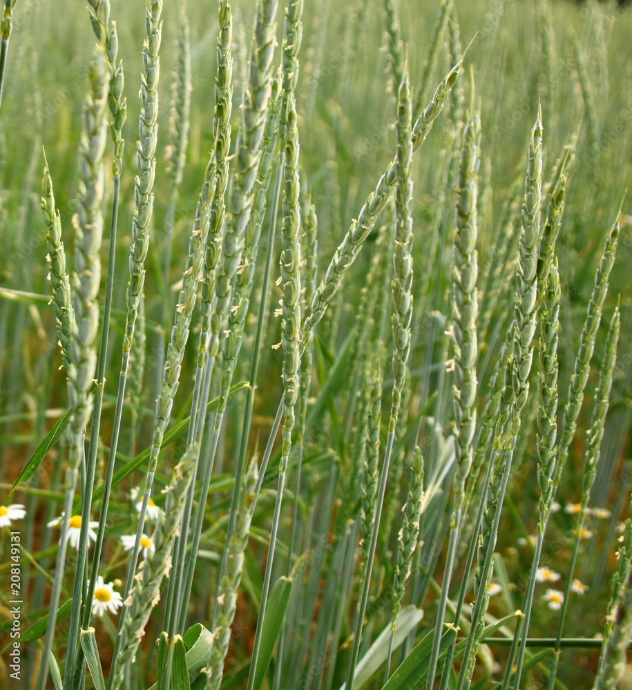 Obraz premium roggenfeld blüte bio