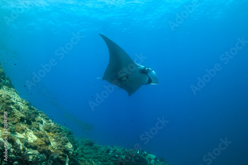 Majestic Oceanic Manta Ray swimming in a clear, blue ocean