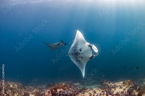 Multiple huge Oceanic Manta Rays swimming over a tropical coral reef