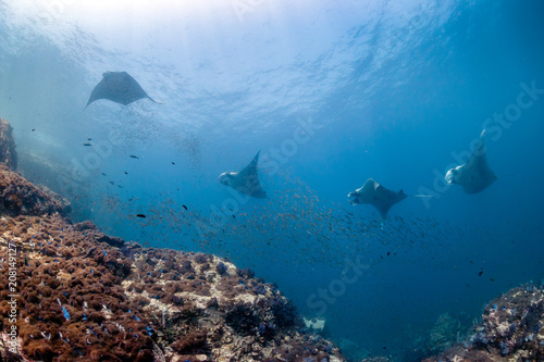 Several huge Manta Rays circle over a cleaning station on a tropical coral reef