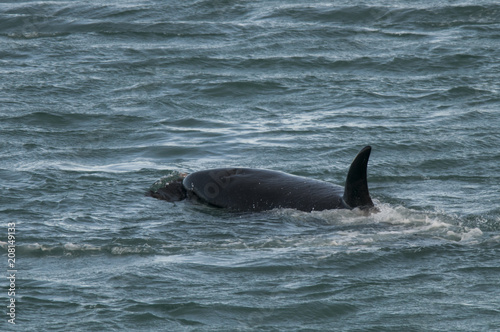 Orca attacking sea lions, Patagonia Argentina © foto4440