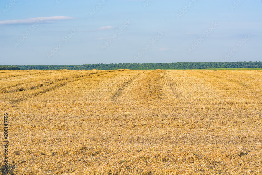 field after harvest in summer or autumn and blue sky with clouds