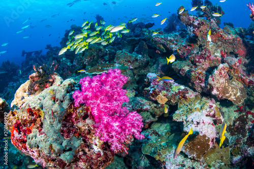 Fototapeta Naklejka Na Ścianę i Meble -  Tropical fish and colorful soft corals on a healthy reef