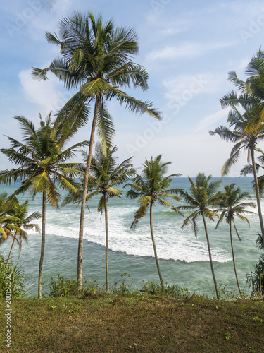 View on palm trees with ocean behind
