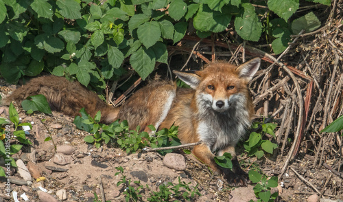 fuchs