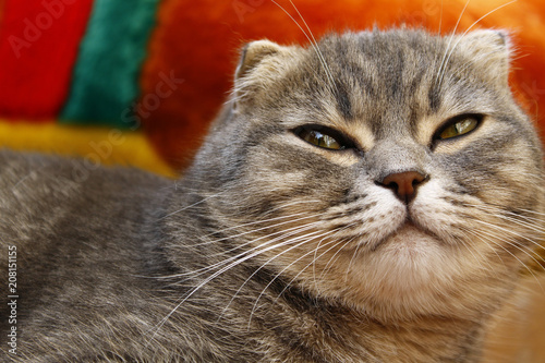 Beautiful cat lying on the couch and jarit eyes photo