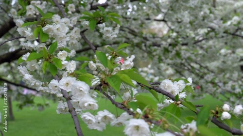 Cherry flowers