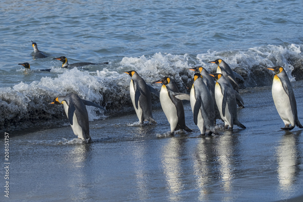 Obraz premium King Penguins going to Sea, South Georgia Island, Antarctic