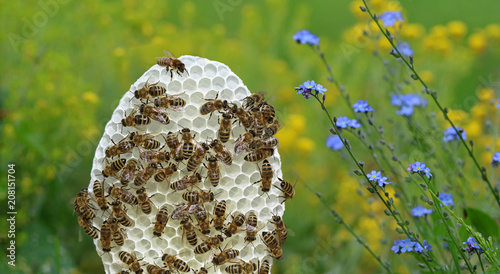 round white honeycomb with bees on yellow and blue flowers background photo