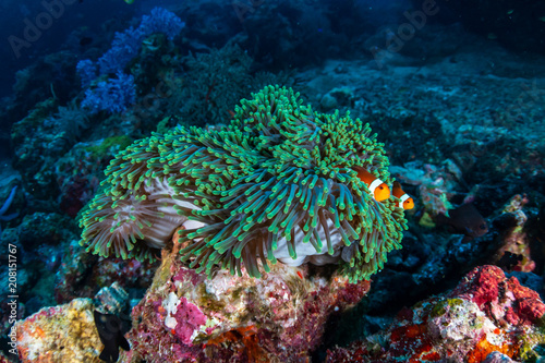 Fototapeta Naklejka Na Ścianę i Meble -  Beautiful Clownfish on a tropical coral reef
