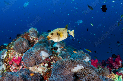 Cute Pufferfish on a tropical coral reef
