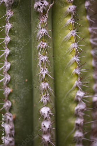 Detail of the cactus