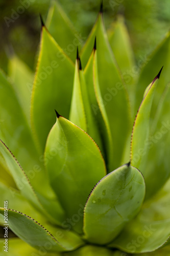 Detail of the agave plant