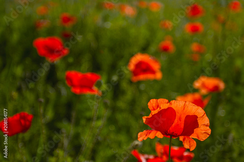 Field of red poppies on sunny spring day.