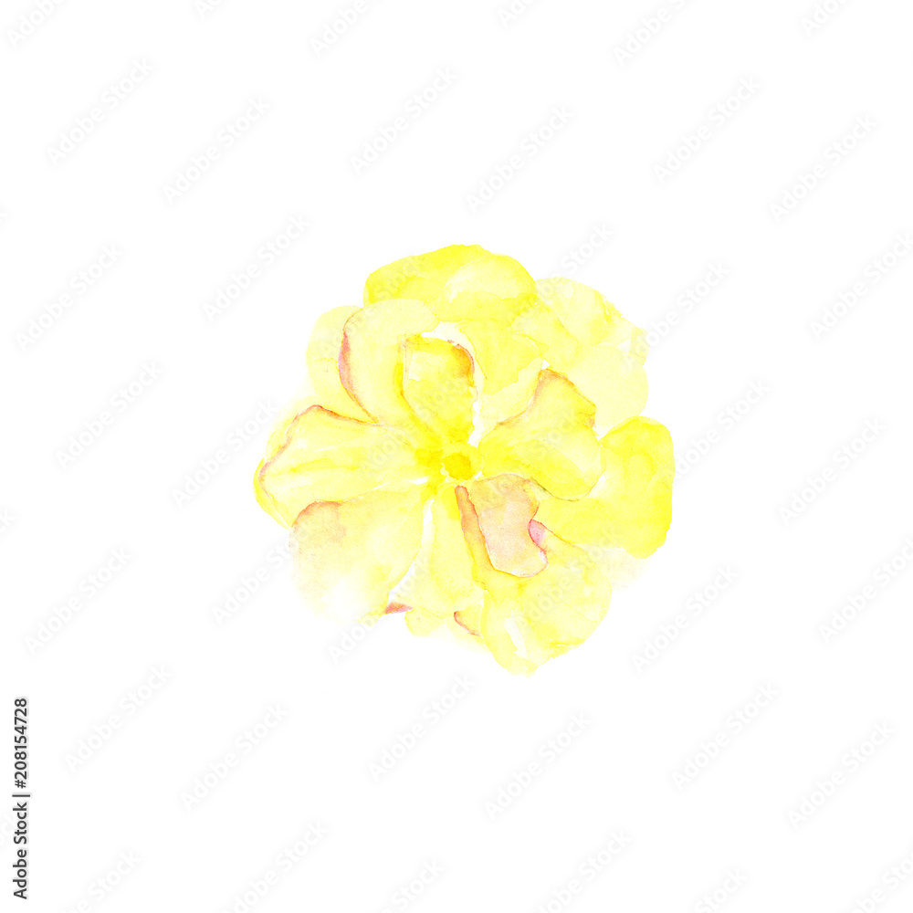 Botanical watercolor illustration sketch of yellow rose on white background. Could be used as decoration for web design, cosmetics design, package, textile