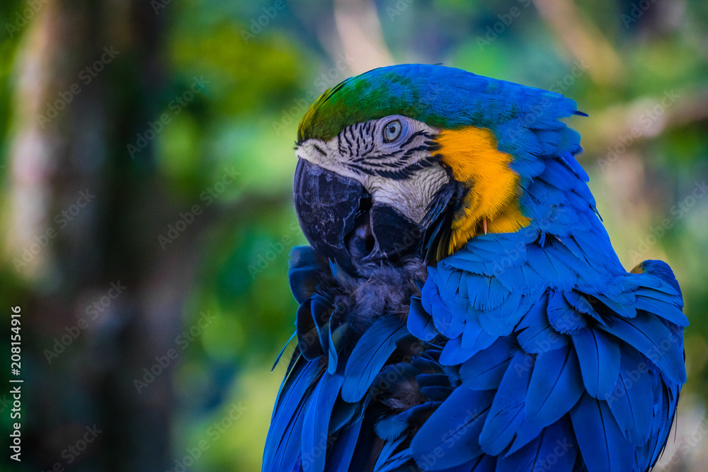Obraz premium Close shot of a colorful big wild blue parrot, Koh Samui, Thailand