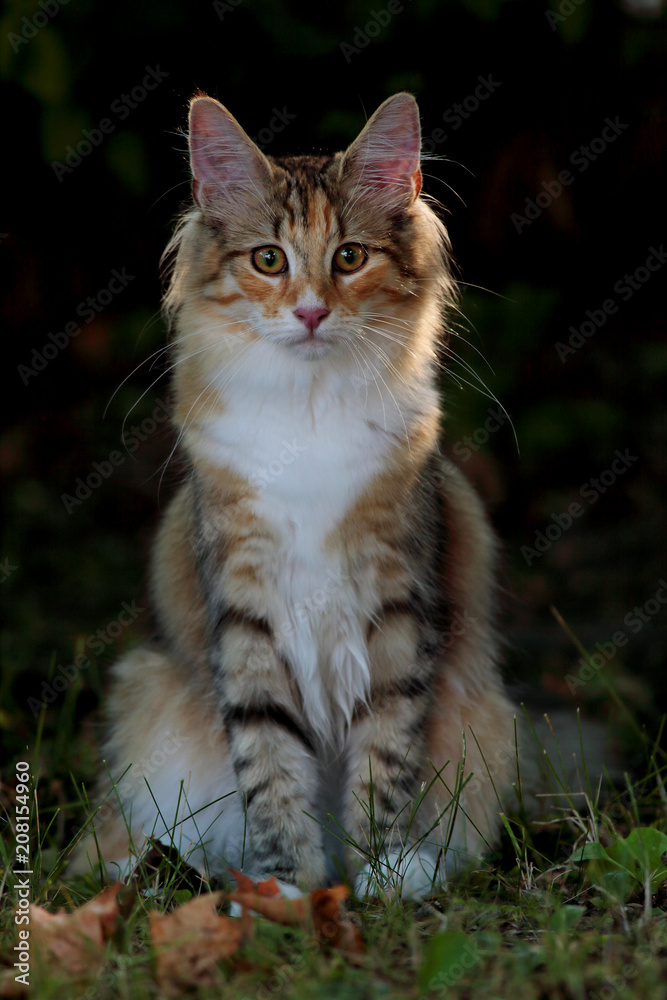 Norwegian forest cat female kitten sittiig in shadow Norwegian forest cat female kitten sittiig in shadow