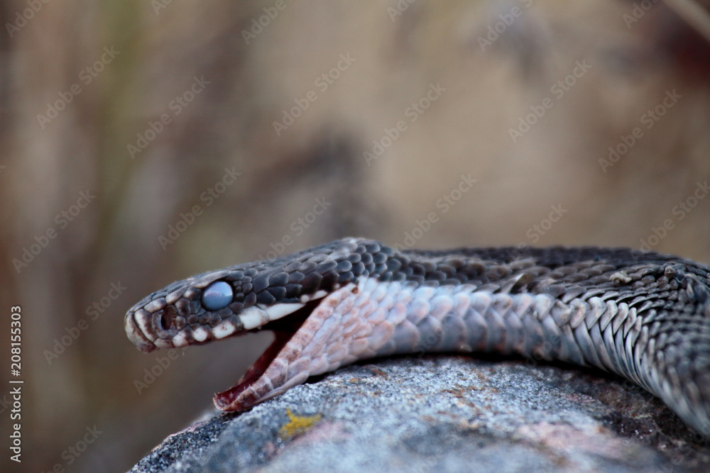 Obraz premium Dead viper on a stone