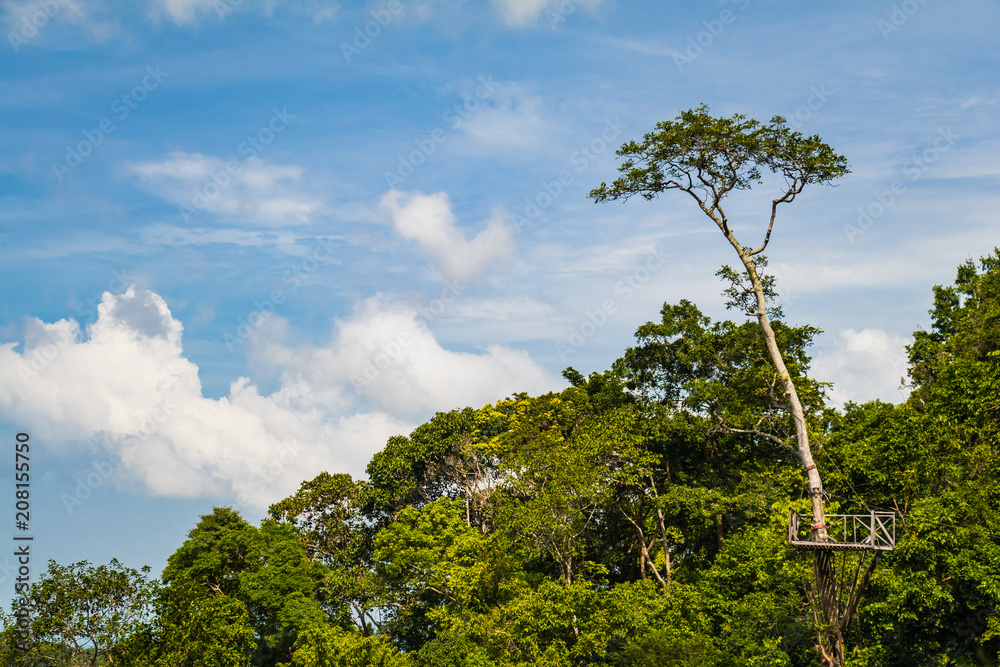 Tall tree with a zip line construction in a tropical rain forest scenery, Koh Samui, Thailand