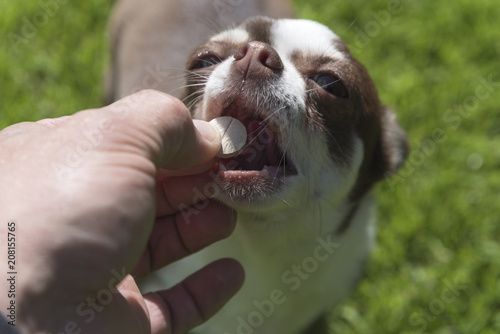 Wallpaper Mural Dog breed Chihuahua gets pills, vitamins, delicacies from the hands of the owner on the street. Torontodigital.ca