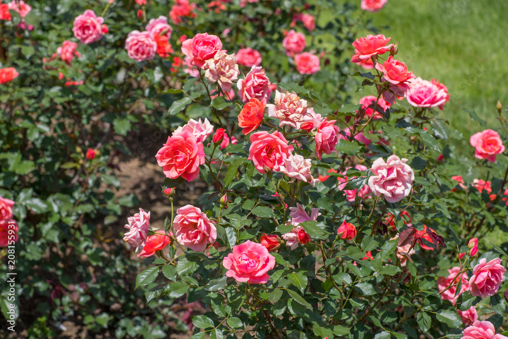 Beautiful colorful climbing roses in spring in the garden