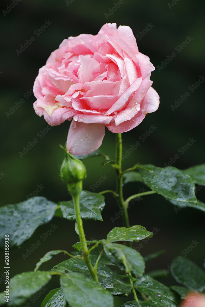 Englische Rose nach dem Regen