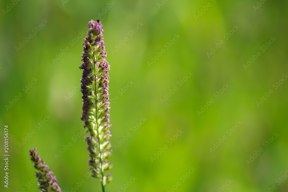 grass in flower