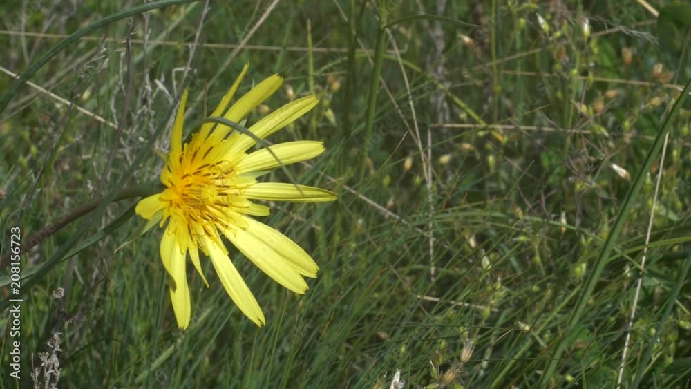Yellow flover Shake from wind slow motion