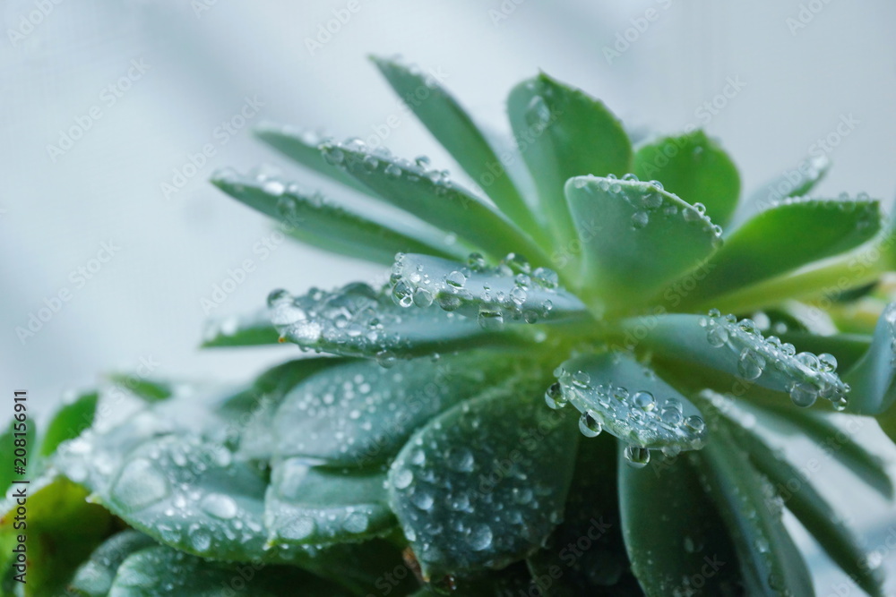 cactus Echeveria water droplets on leaves cactus Echeveria water droplets on leaves