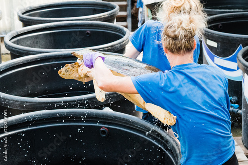 Turtle rescue team carry the sea turtle to medical treatment at Sea Turtle Rescue Centre