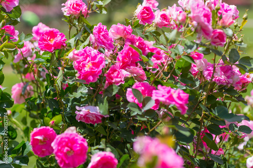 Beautiful colorful climbing roses in spring in the garden