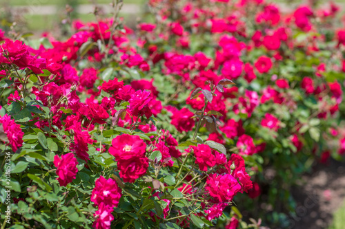 Beautiful colorful climbing roses in spring in the garden © Zhi