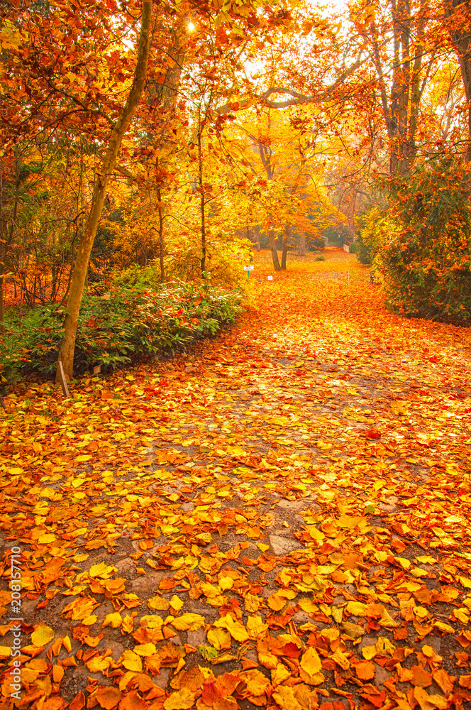 Fototapeta premium Nice autumnal scene with yellow leaves