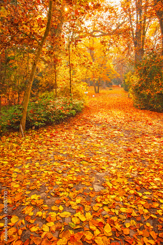 Nice autumnal scene with yellow leaves
