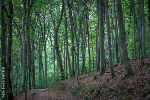mysterious deep green beech forest with brown leaves on the ground