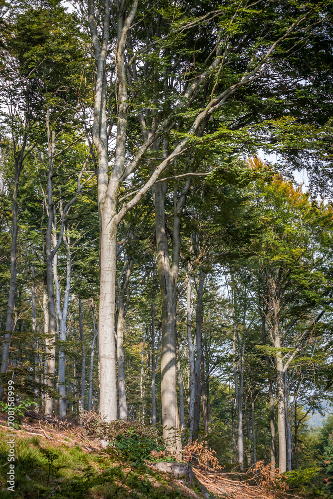 green and yellow beech in forest on a sunny day green and yellow beech in forest on a sunny day