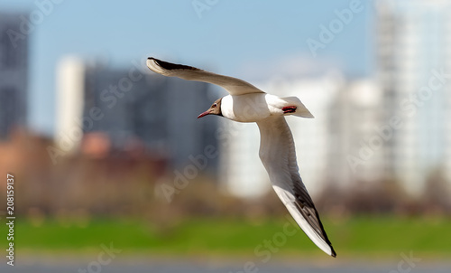 Seagull fliyng in the Maryino district of Moscow