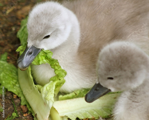 Baby Mute Swan nibbling on a large piece of lettuce as her sibling watches
