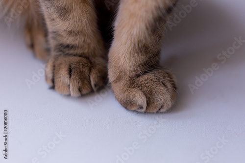 cat's paws. paws striped cat