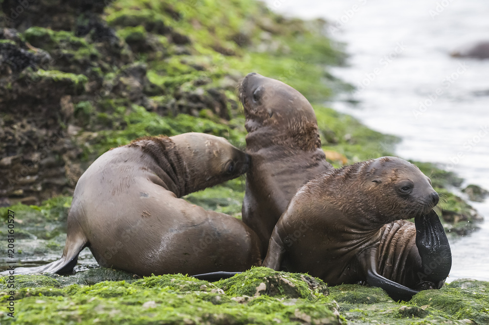 Fototapeta premium Mother and baby sea lion, Patagonia